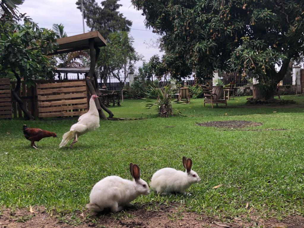 Kivu Beach Garden Gisenyi Ngoại thất bức ảnh
